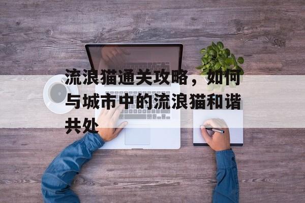 流浪猫通关攻略,如何与城市中的流浪猫和谐共处 流浪猫通关攻略,如何与城市中的流浪猫和谐共处